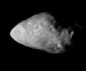 Asteroid Annefrank