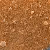 Mars Under the Microscope